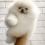 Bars-male-Pomeranian-puppy-for-sale-1