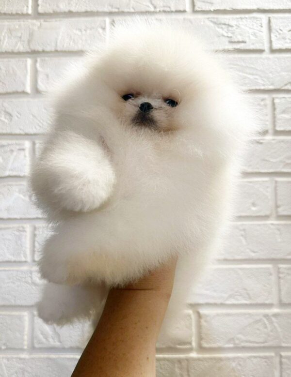 Bars Pomeranian Bars Pomeranian