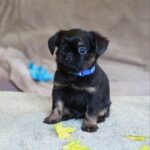 Bastion-male-Belga-Griffon-puppy-for-sale-1 (1)