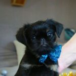 Bastion-male-Belga-Griffon-puppy-for-sale-1 (2)