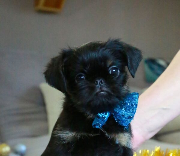 Bastion Belga Griffon Bastion Belga Griffon