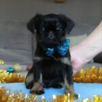 Bastion-male-Belga-Griffon-puppy-for-sale-1 (3)