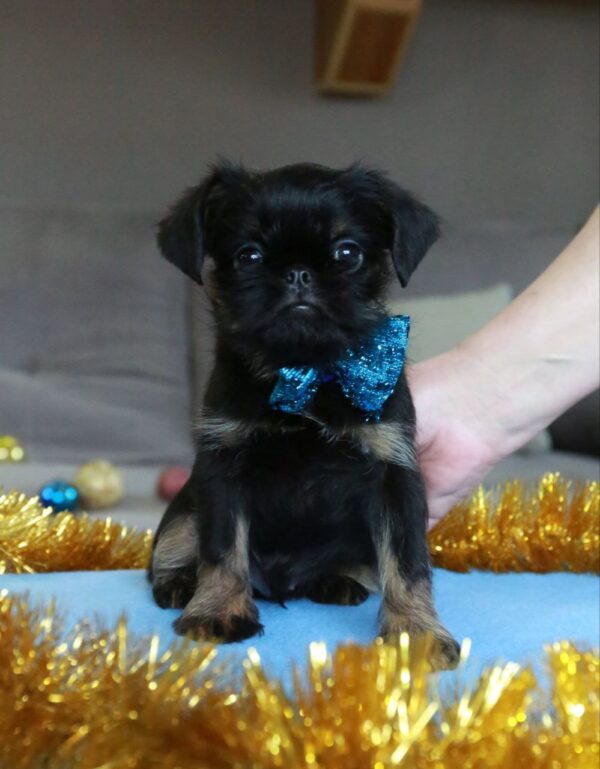 Bastion Belga Griffon Bastion Belga Griffon