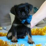 Bastion-male-Belga-Griffon-puppy-for-sale-1 (4)
