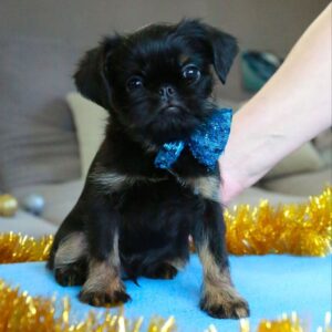 Bastion Belga Griffon Bastion Belga Griffon