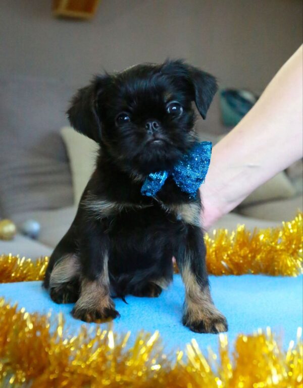 Bastion Belga Griffon Bastion Belga Griffon