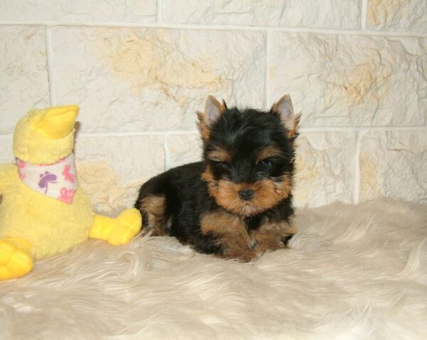 Bastion Yorkshire Terrier Bastion Yorkshire Terrier
