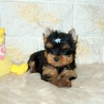 Bastion-male-yorkshire-terrier-puppy-for-sale-1 (2)