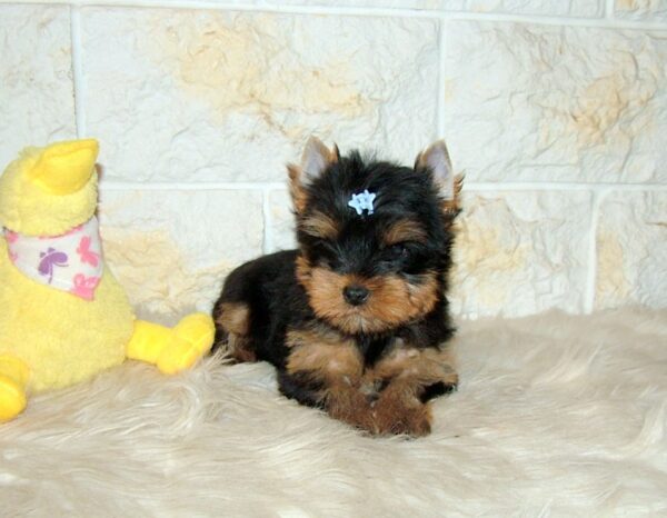 Bastion Yorkshire Terrier Bastion Yorkshire Terrier