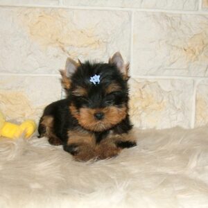 Bastion Yorkshire Terrier Bastion Yorkshire Terrier