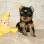 Bastion-male-yorkshire-terrier-puppy-for-sale-1 (4)