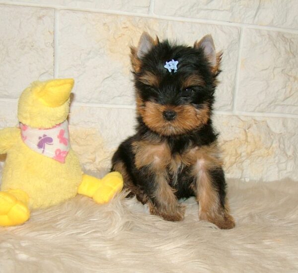 Bastion Yorkshire Terrier Bastion Yorkshire Terrier