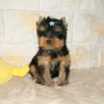 Bastion-male-yorkshire-terrier-puppy-for-sale-1 (5)