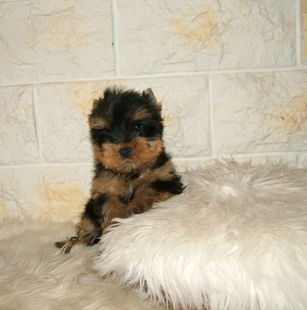 Bastion Yorkshire Terrier Bastion Yorkshire Terrier