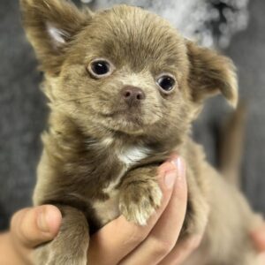 Beauta Chihuahua Beauta Chihuahua