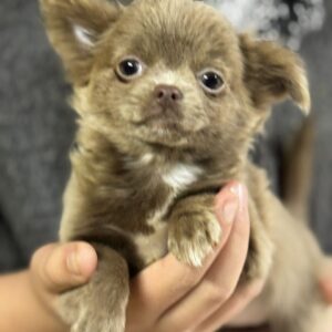 Beauta Chihuahua Beauta Chihuahua