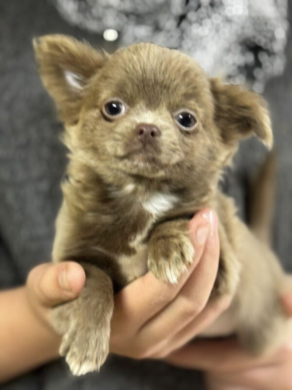 Beauta Chihuahua Beauta Chihuahua