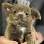 Beauta-female-Chihuahua-puppy-for-sale-3