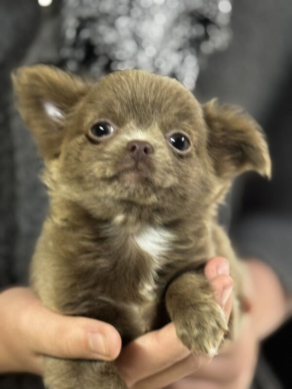 Beauta Chihuahua Beauta Chihuahua