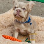 Belissimo-male-french-bulldog-puppy-for-sale-1 (1)