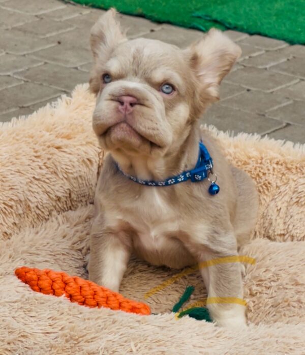 Belissimo Fluffy French Bulldog Belissimo Fluffy French Bulldog