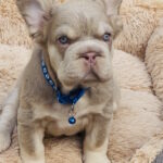 Belissimo-male-french-bulldog-puppy-for-sale-1 (2)