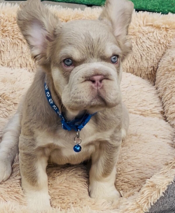 Belissimo Fluffy French Bulldog Belissimo Fluffy French Bulldog