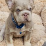 Belissimo-male-french-bulldog-puppy-for-sale-1 (2)