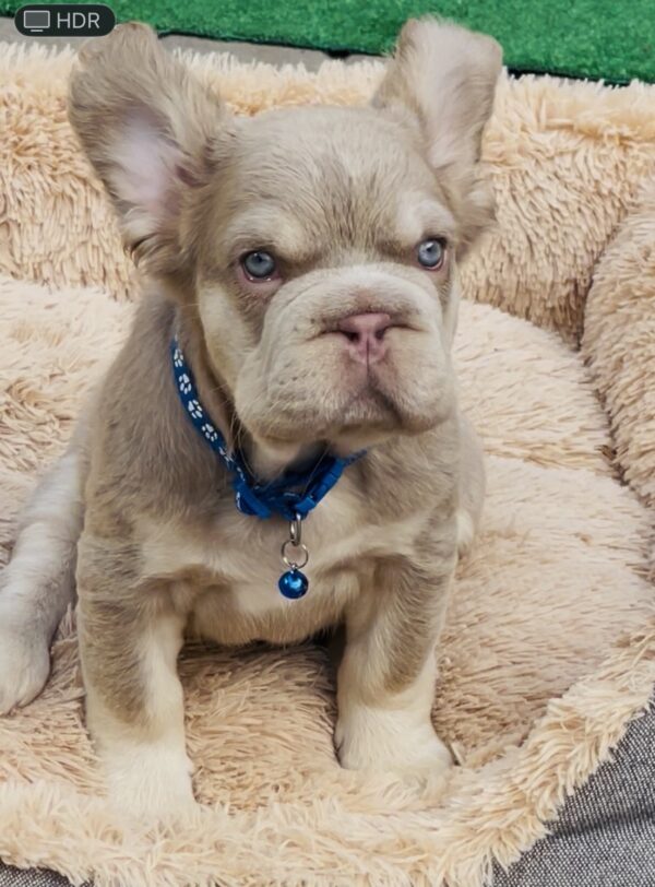 Belissimo Fluffy French Bulldog Belissimo Fluffy French Bulldog