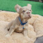 Belissimo-male-french-bulldog-puppy-for-sale-1 (3)