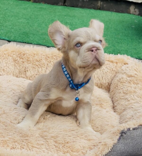 Belissimo Fluffy French Bulldog Belissimo Fluffy French Bulldog