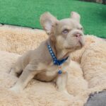 Belissimo-male-french-bulldog-puppy-for-sale-1 (4)