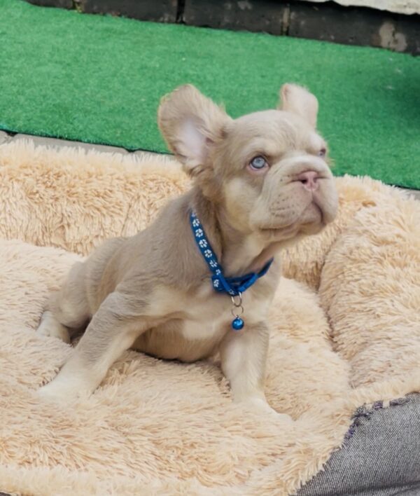 Belissimo Fluffy French Bulldog Belissimo Fluffy French Bulldog