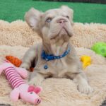Belissimo-male-french-bulldog-puppy-for-sale-1 (5)