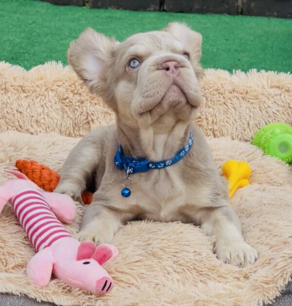 Belissimo Fluffy French Bulldog Belissimo Fluffy French Bulldog