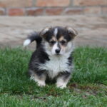 Belka-female-Welsh-corgi-puppy-for-sale-1 (2)