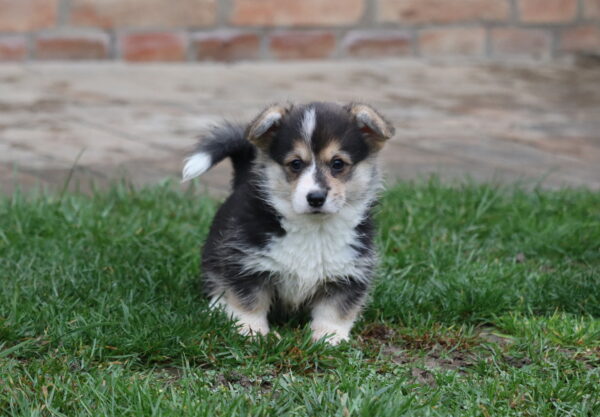 Belka Welsh Corgi Belka Welsh Corgi