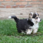 Belka-female-Welsh-corgi-puppy-for-sale-1 (3)
