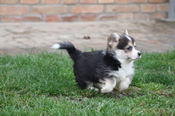 Belka Welsh Corgi Belka Welsh Corgi