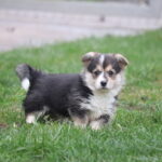 Belka-female-Welsh-corgi-puppy-for-sale-1 (4)