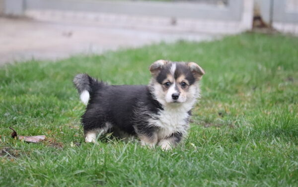 Belka Welsh Corgi Belka Welsh Corgi