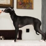 Bella-female-Whippet-puppy-for sale-1