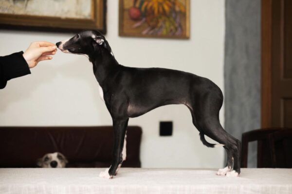 Bella Whippet Bella Whippet