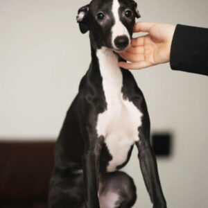 Bella Whippet Bella Whippet