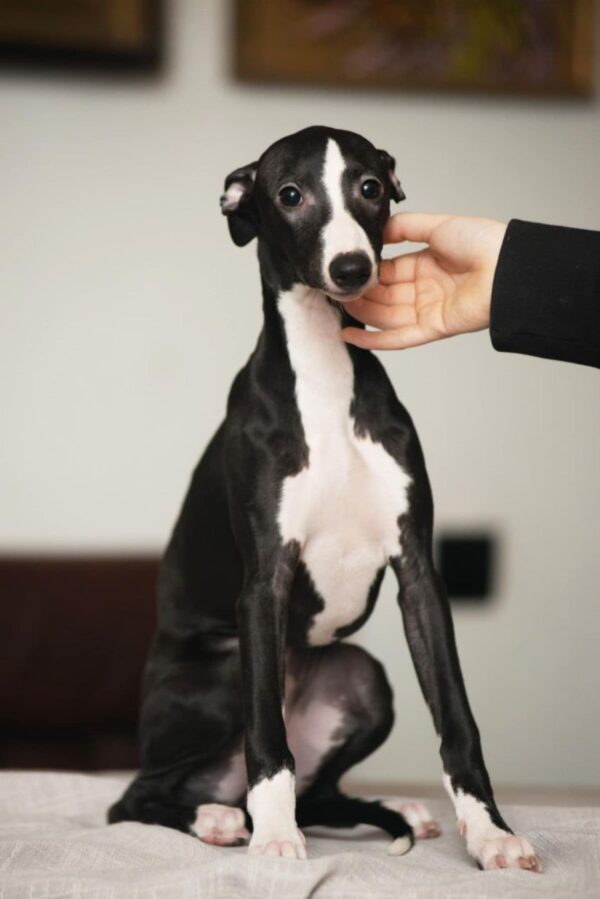 Bella Whippet Bella Whippet