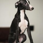 Bella-female-Whippet-puppy-for sale-3