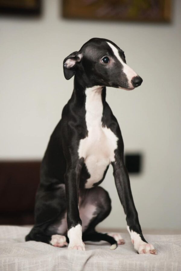 Bella Whippet Bella Whippet