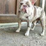Belsa-female-French-bulldog-puppy-for-sale-1