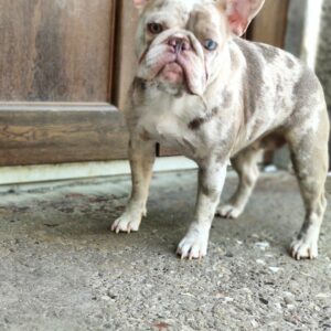 Belsa French Bulldog Belsa French Bulldog