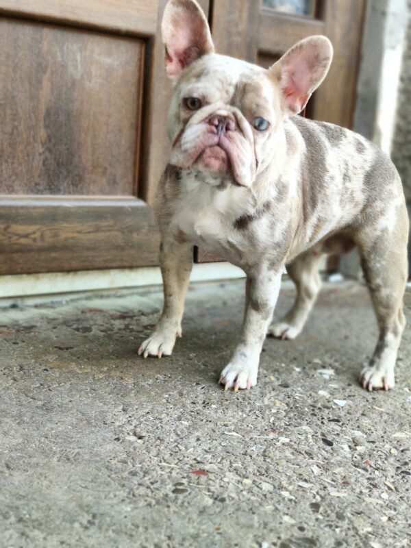 Belsa French Bulldog Belsa French Bulldog